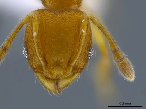 Pheidole otisi specimen CASENT0628069 image casent0628069_2