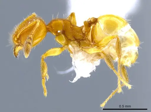 Pheidole otisi specimen CASENT0628069 image casent0628069_3