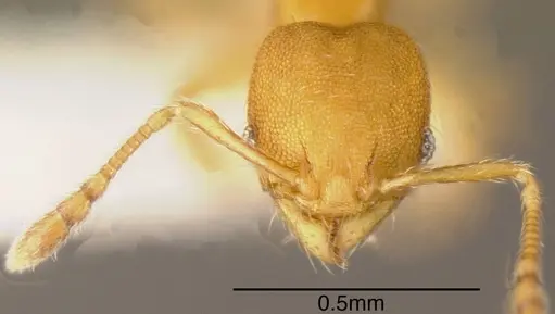 Pheidole otisi specimen CASENT0635502 image casent0635502_1