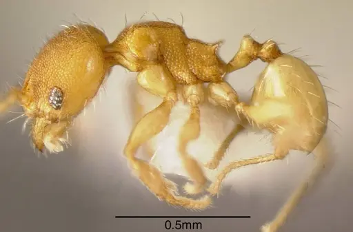 Pheidole otisi specimen CASENT0635502 image casent0635502_2