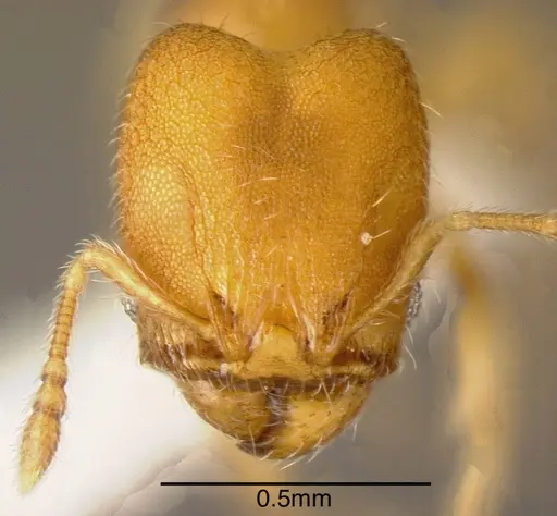 Pheidole otisi specimen INBIOCRI002279779 image inbiocri002279779_1