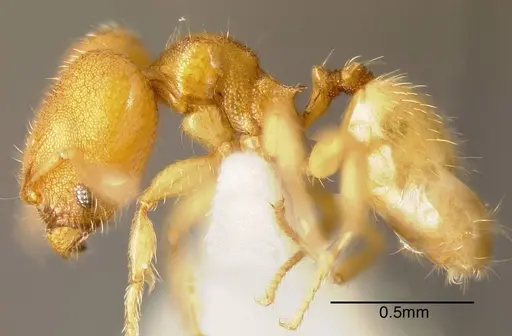Pheidole otisi specimen INBIOCRI002279779 image inbiocri002279779_2