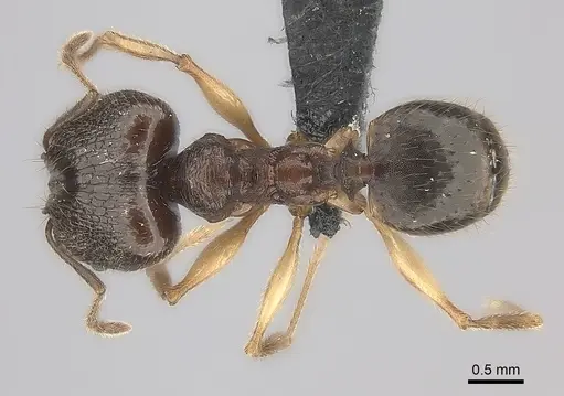Pheidole ovalinoda specimen CASENT0049170 image casent0049170_1