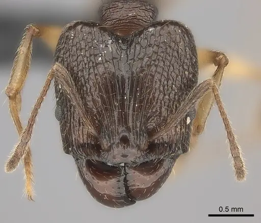 Pheidole ovalinoda specimen CASENT0049170 image casent0049170_2