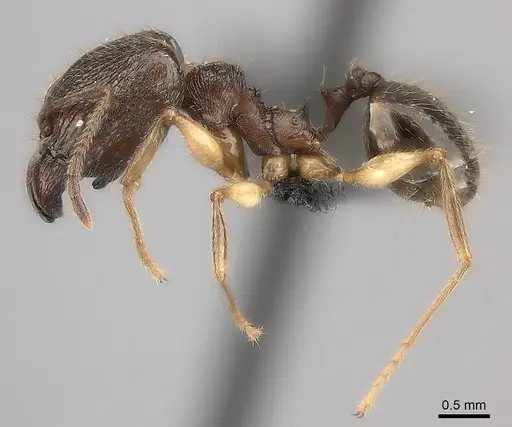 Pheidole ovalinoda specimen CASENT0049170 image casent0049170_3