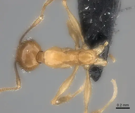 Pheidole ovalinoda specimen CASENT0235027 image casent0235027_1