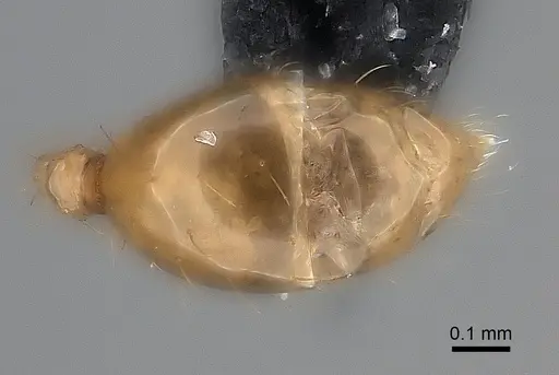 Pheidole ovalinoda specimen CASENT0235027 image casent0235027_2