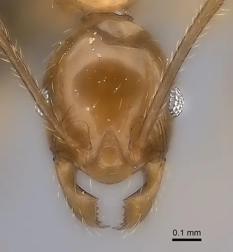 Pheidole ovalinoda specimen CASENT0235027 image casent0235027_3