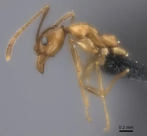 Pheidole ovalinoda specimen CASENT0235027 image casent0235027_4