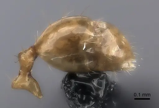 Pheidole ovalinoda specimen CASENT0235027 image casent0235027_5