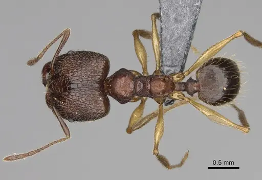 Pheidole ovalinoda specimen CASENT0808080 image casent0808080_1