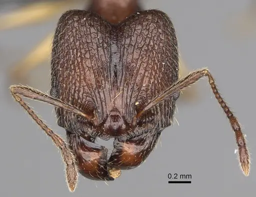 Pheidole ovalinoda specimen CASENT0808080 image casent0808080_2