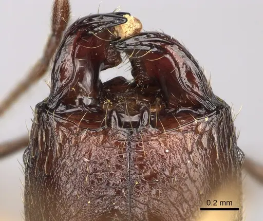 Pheidole ovalinoda specimen CASENT0808080 image casent0808080_3