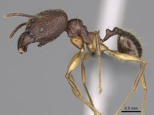 Pheidole ovalinoda specimen CASENT0808080 image casent0808080_4