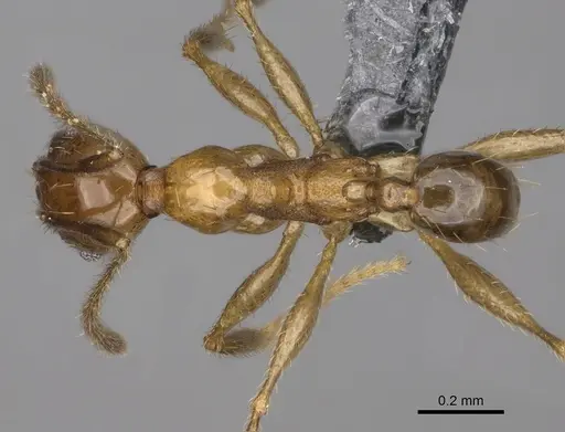 Pheidole ovalinoda specimen CASENT0923277 image casent0923277_1