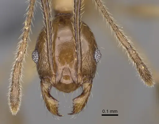 Pheidole ovalinoda specimen CASENT0923277 image casent0923277_2