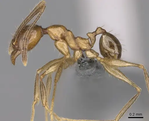 Pheidole ovalinoda specimen CASENT0923277 image casent0923277_3