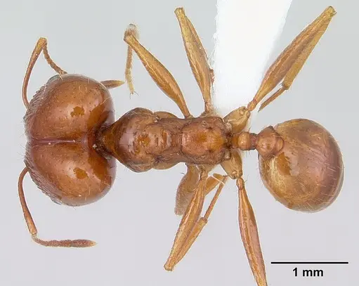Pheidole oxyops specimen CASENT0178043 image casent0178043_1