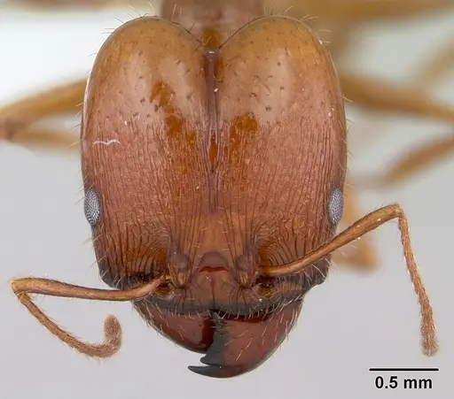 Pheidole oxyops specimen CASENT0178043 image casent0178043_2
