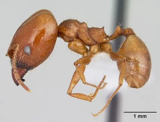 Pheidole oxyops specimen CASENT0178043 image casent0178043_3