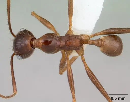 Pheidole oxyops specimen CASENT0178044 image casent0178044_1