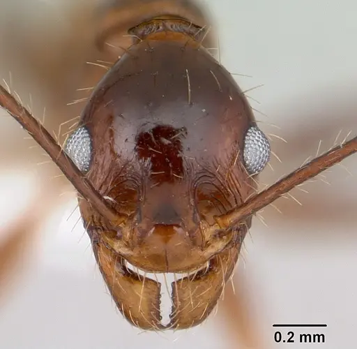 Pheidole oxyops specimen CASENT0178044 image casent0178044_2