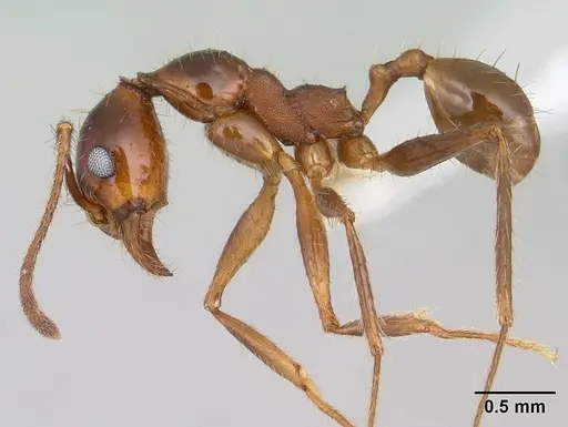 Pheidole oxyops specimen CASENT0178044 image casent0178044_3