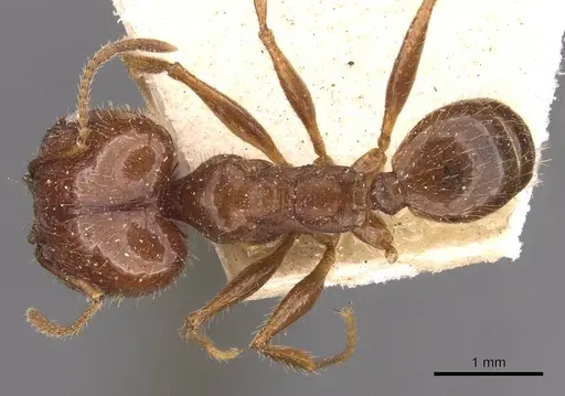 Pheidole oxyops specimen CASENT0908193 image casent0908193_1