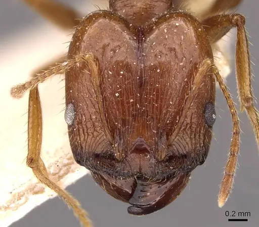 Pheidole oxyops specimen CASENT0908193 image casent0908193_2