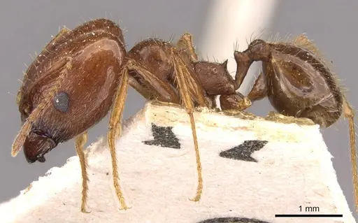 Pheidole oxyops specimen CASENT0908193 image casent0908193_3