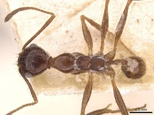 Pheidole oxyops specimen CASENT0908194 image casent0908194_1