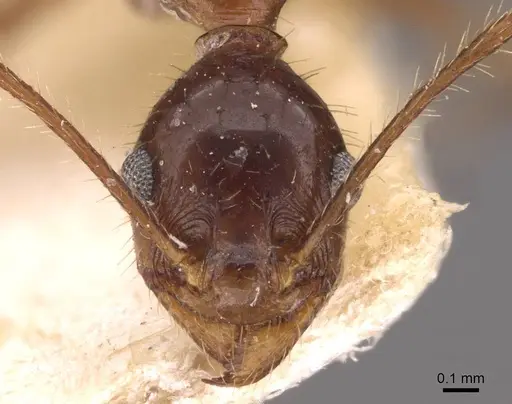 Pheidole oxyops specimen CASENT0908194 image casent0908194_2
