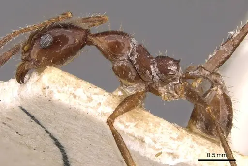 Pheidole oxyops specimen CASENT0908194 image casent0908194_3
