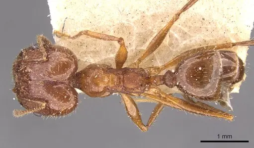 Pheidole oxyops specimen CASENT0908196 image casent0908196_1