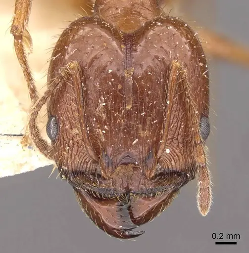 Pheidole oxyops specimen CASENT0908196 image casent0908196_2