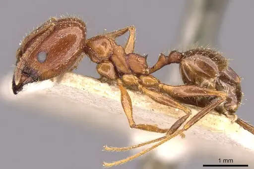 Pheidole oxyops specimen CASENT0908196 image casent0908196_3