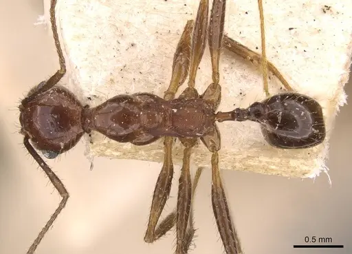 Pheidole oxyops specimen CASENT0908197 image casent0908197_1