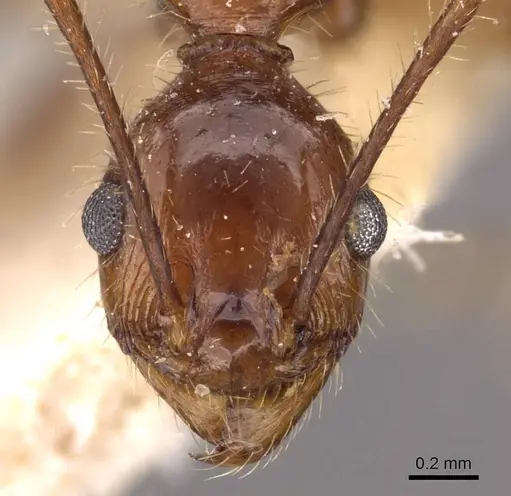 Pheidole oxyops specimen CASENT0908197 image casent0908197_2