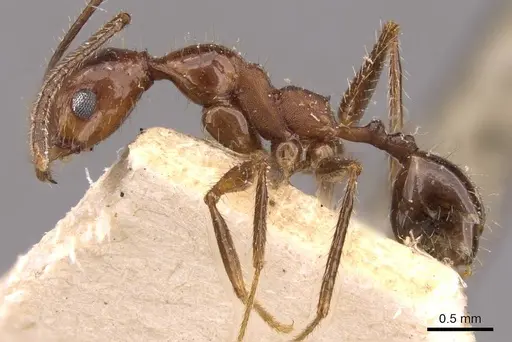 Pheidole oxyops specimen CASENT0908197 image casent0908197_3