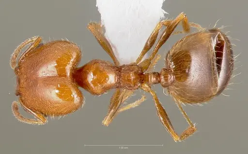 Pheidole paiute specimen CASENT0005764 image casent0005764_1