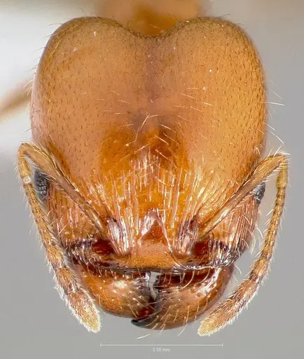 Pheidole paiute specimen CASENT0005764 image casent0005764_2