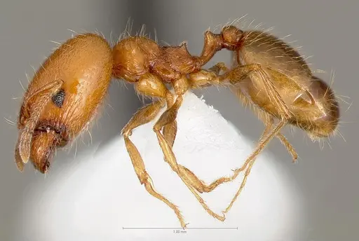 Pheidole paiute specimen CASENT0005764 image casent0005764_3