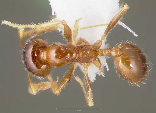 Pheidole paiute specimen CASENT0005766 image casent0005766_1