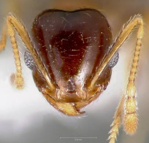 Pheidole paiute specimen CASENT0005766 image casent0005766_2