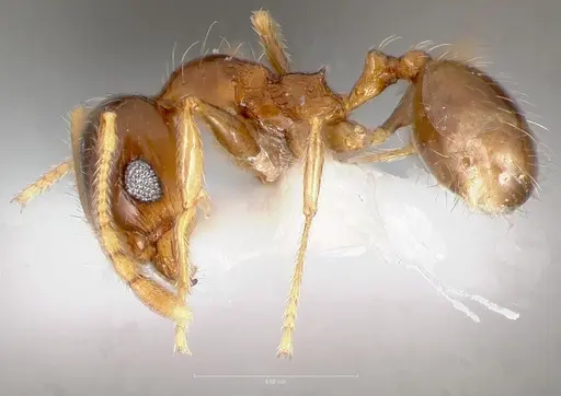 Pheidole paiute specimen CASENT0005766 image casent0005766_3
