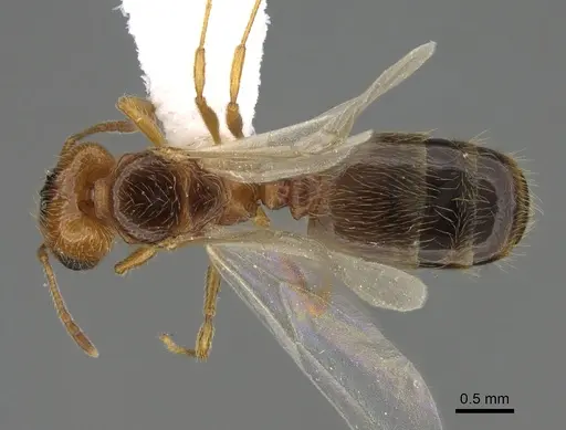 Pheidole paiute specimen CASENT0761203 image casent0761203_1