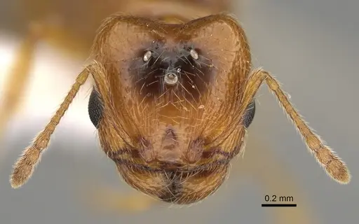 Pheidole paiute specimen CASENT0761203 image casent0761203_2