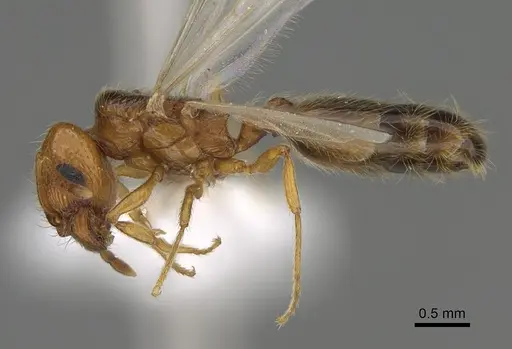 Pheidole paiute specimen CASENT0761203 image casent0761203_3