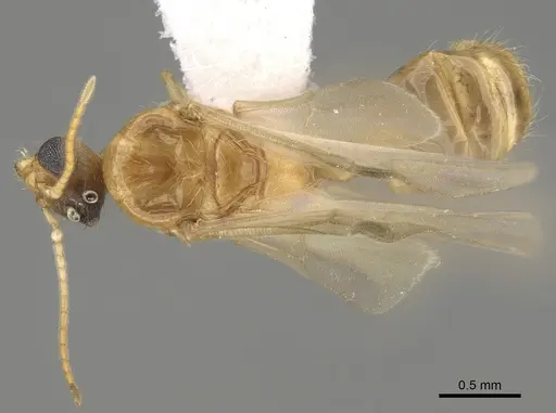 Pheidole paiute specimen CASENT0862461 image casent0862461_1