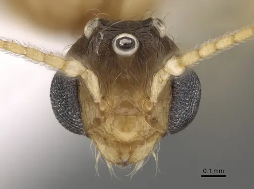 Pheidole paiute specimen CASENT0862461 image casent0862461_2